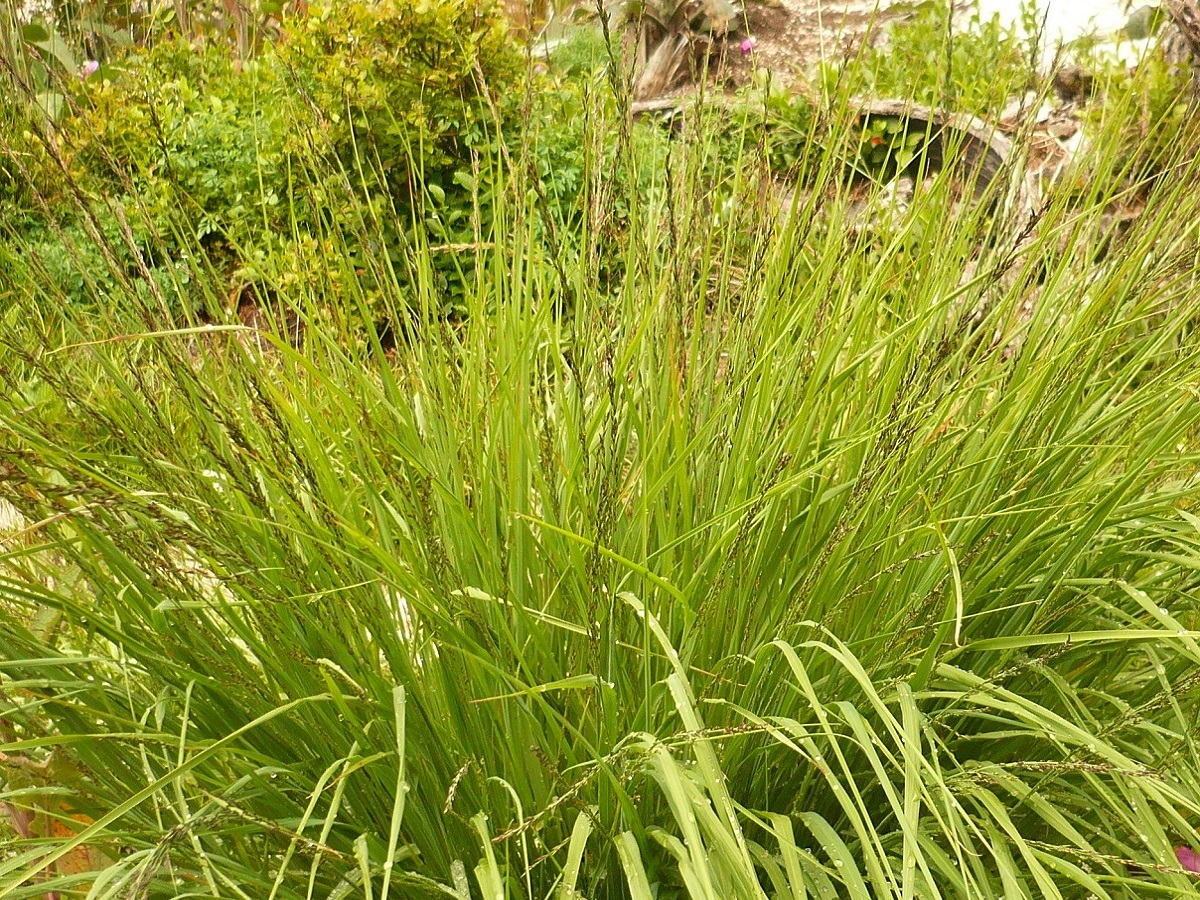 Molinia caerulea (Poaceae)